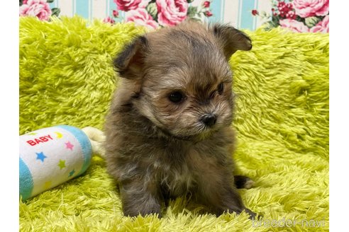 成約済の秋田県のポメマル:ポメラニアン×マルチーズ-309175の3枚目
