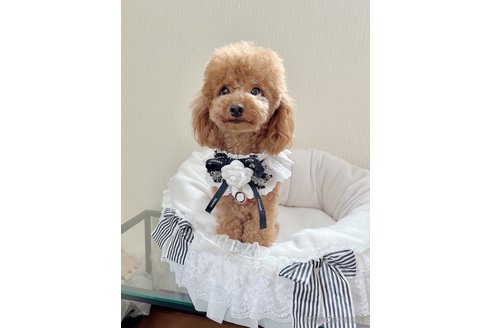 リノちゃん1枚目