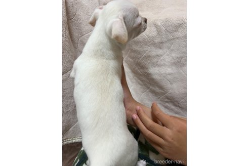 成約済の千葉県のチワワ(スムースコート)-297354の41枚目