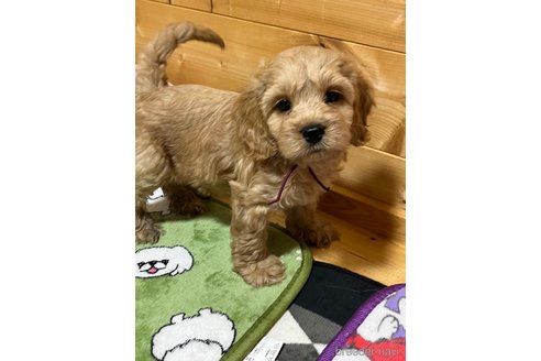 成約済の埼玉県のミックス犬-304872の7枚目