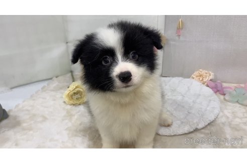 成約済の東京都のミックス犬-304006の7枚目