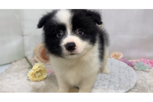成約済の東京都のミックス犬-304006の6枚目