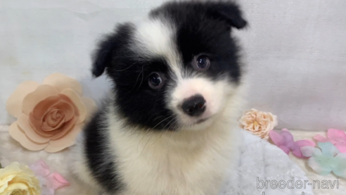 成約済の東京都のミックス犬-304006の5枚目