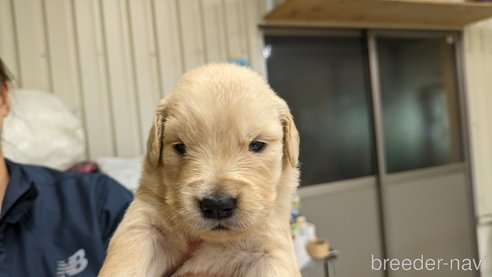 成約済の熊本県のゴールデンレトリーバー-306409の6枚目