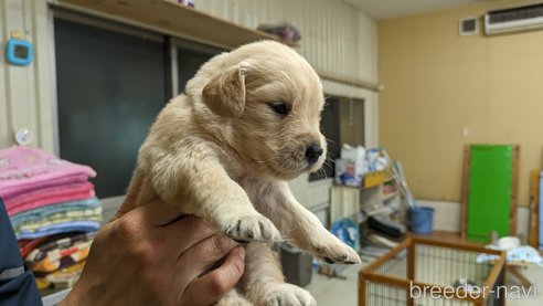 成約済の熊本県のゴールデンレトリーバー-306409の5枚目