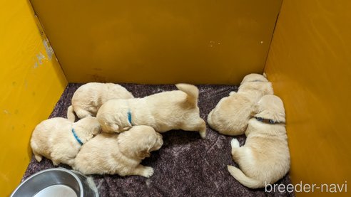 成約済の熊本県のゴールデンレトリーバー-306410の32枚目