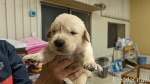 販売中の熊本県のゴールデンレトリーバー-306410の14枚目