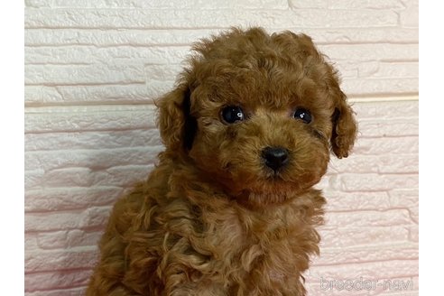 成約済の熊本県のタイニープードル-309223の2枚目