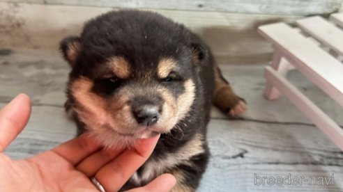 成約済の北海道の柴犬-309231