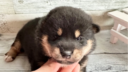 成約済の北海道の柴犬-309232の1枚目