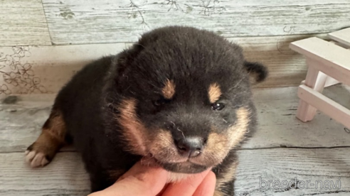 成約済の北海道の柴犬-309232の2枚目