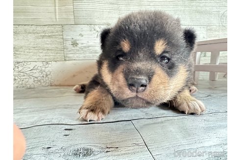 成約済の北海道の柴犬-309233の2枚目