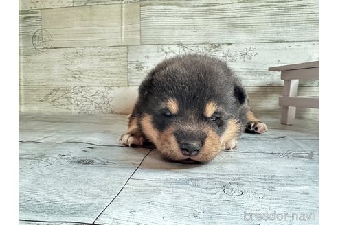 成約済の北海道の柴犬-309233の3枚目