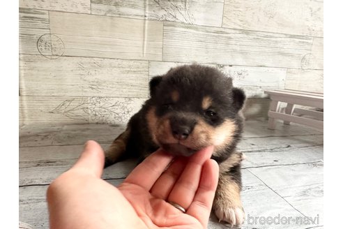 成約済の北海道の柴犬-309233の4枚目