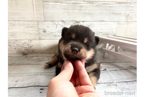 成約済の北海道の柴犬-309233の5枚目
