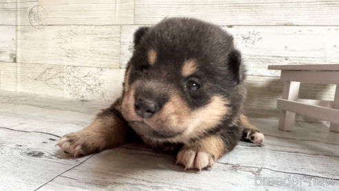 成約済の北海道の柴犬-309233