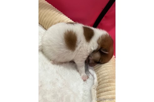 成約済の滋賀県のポメラニアン-309234の36枚目