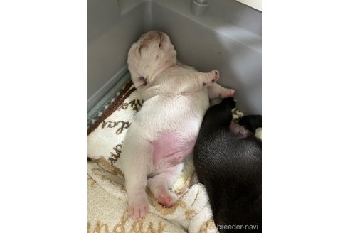 成約済の滋賀県のフレンチブルドッグ-309235の13枚目
