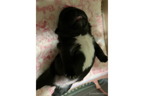 成約済の滋賀県のフレンチブルドッグ-309235の18枚目