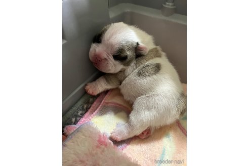 成約済の滋賀県のフレンチブルドッグ-309235の17枚目