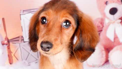 成約済の静岡県のミニチュアダックスフンド(ロングヘアード)-304052の1枚目