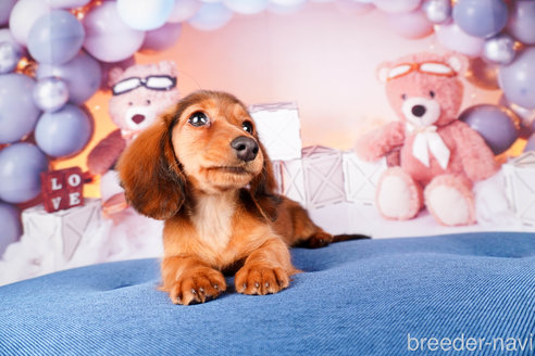 成約済の静岡県のミニチュアダックスフンド(ロングヘアード)-304052の2枚目