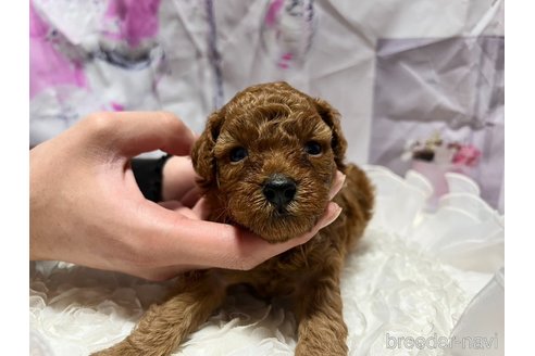 販売中の広島県のトイプードル-306039の3枚目