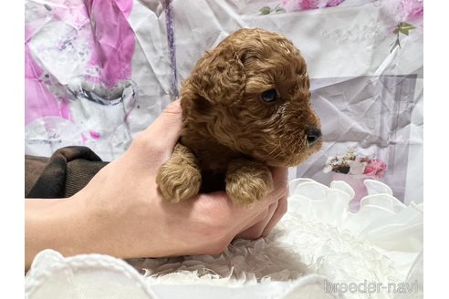 成約済の広島県のトイプードル-306039の7枚目