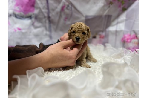 販売中の広島県のトイプードル-306043