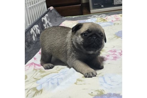 成約済の岡山県のパグ-304624の16枚目