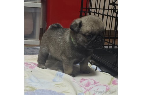 成約済の岡山県のパグ-304620の22枚目