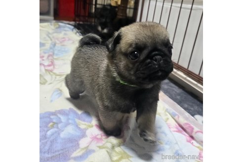 成約済の岡山県のパグ-304620の21枚目