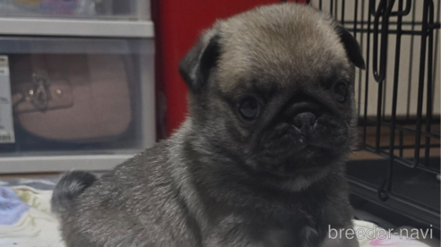 成約済の岡山県のパグ-304620の20枚目