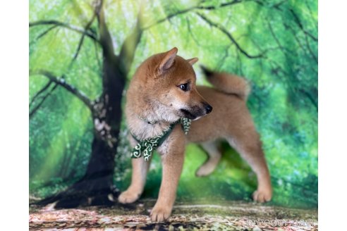成約済の福岡県の豆柴-309299の6枚目