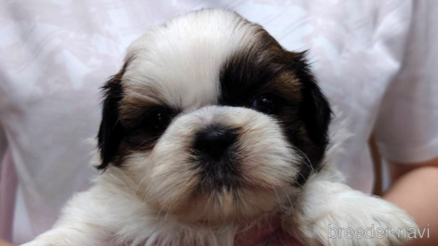 子犬
