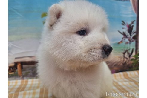 成約済の千葉県のサモエド-309316の4枚目