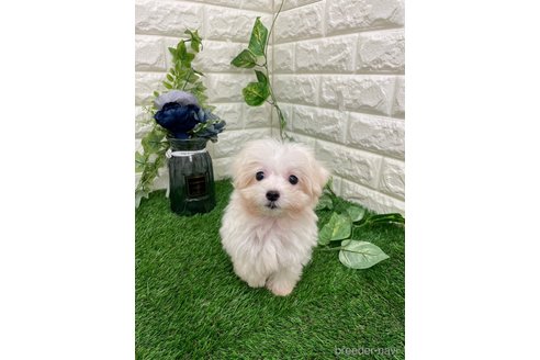 成約済の岡山県のマルプー:マルチーズ×トイプードル-309312の11枚目