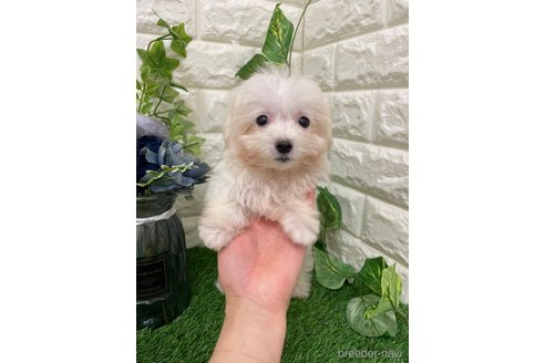 成約済の岡山県のマルプー:マルチーズ×トイプードル-309312の13枚目