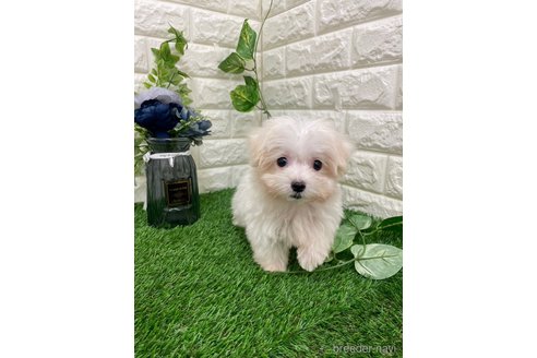 成約済の岡山県のマルプー:マルチーズ×トイプードル-309312の2枚目
