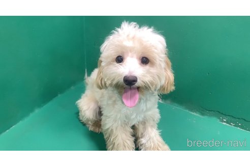成約済の東京都のミックス犬-271813の4枚目