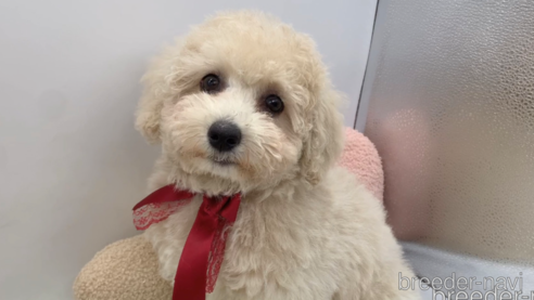 成約済の東京都のミックス犬-298406の35枚目