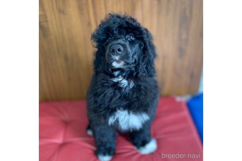 成約済の東京都のその他の犬種-300823の2枚目