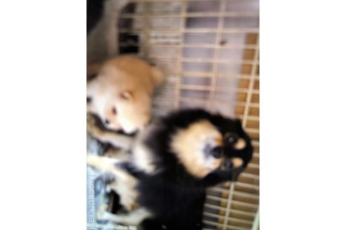 成約済の千葉県のポメラニアン-304389の5枚目