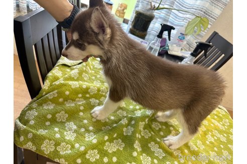 成約済の千葉県のシベリアンハスキー-306416の5枚目