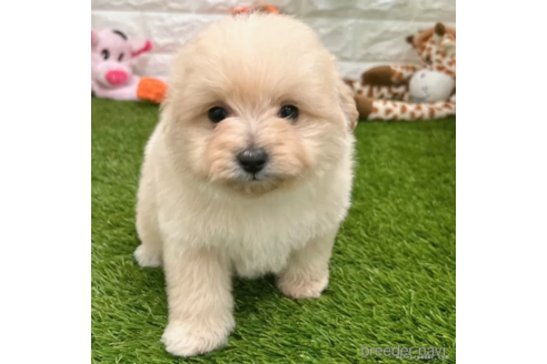 成約済の愛知県のポメプー:ポメラニアン×トイプードル-308285