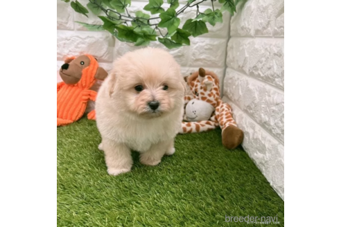 成約済の愛知県のポメプー:ポメラニアン×トイプードル-308285の4枚目