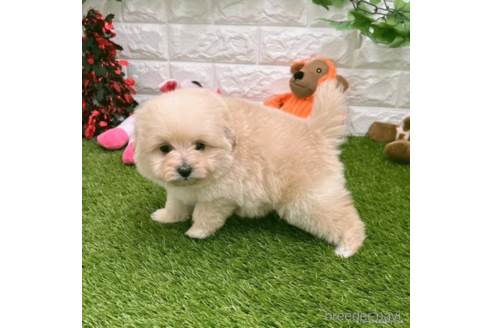 成約済の愛知県のポメプー:ポメラニアン×トイプードル-308285の5枚目