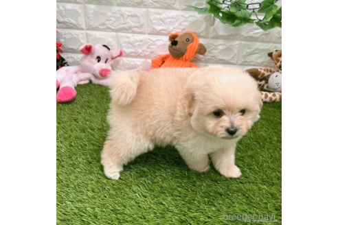 成約済の愛知県のポメプー:ポメラニアン×トイプードル-308285の2枚目