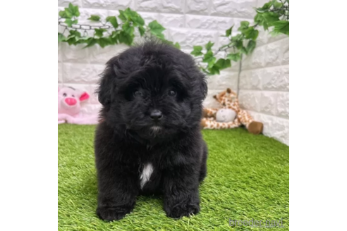 成約済の愛知県のポメプー:ポメラニアン×トイプードル-308493