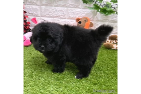 成約済の愛知県のポメプー:ポメラニアン×トイプードル-308493の5枚目